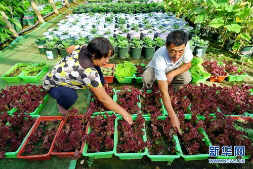 河北秦皇岛 盆栽蔬菜拓宽增收路 图片频道