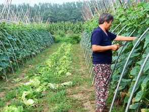 农民种植一种反季节蔬菜,2亩收入16000元,有啥秘诀