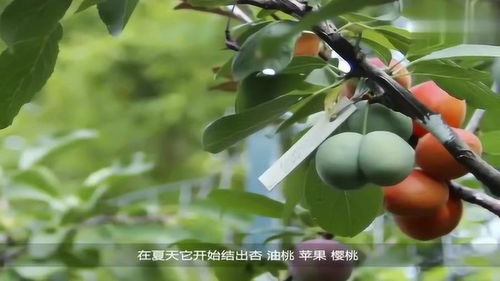 艺术家种植一棵树长出40种水果,想吃哪个摘哪个,还能开水果超市