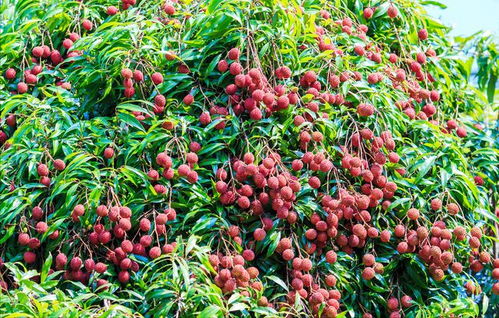 广西名优特产 荔枝,不仅是一种夏季时令水果这么简单,故事多多