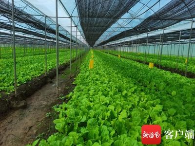 海口琼山发展蔬菜大棚种植 书写农业“新名片”