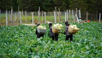 若尔盖高原有机蔬菜种植基地喜获丰收 乡村振兴见实效