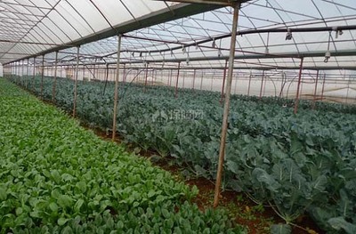 【图】大棚蔬菜种植利润