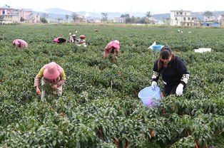 云南沾益 蔬菜种植促农增收