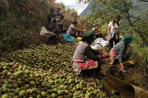 彝族青年拼多多卖大姚核桃年销超千万 农产品 原产地直发 助力脱贫