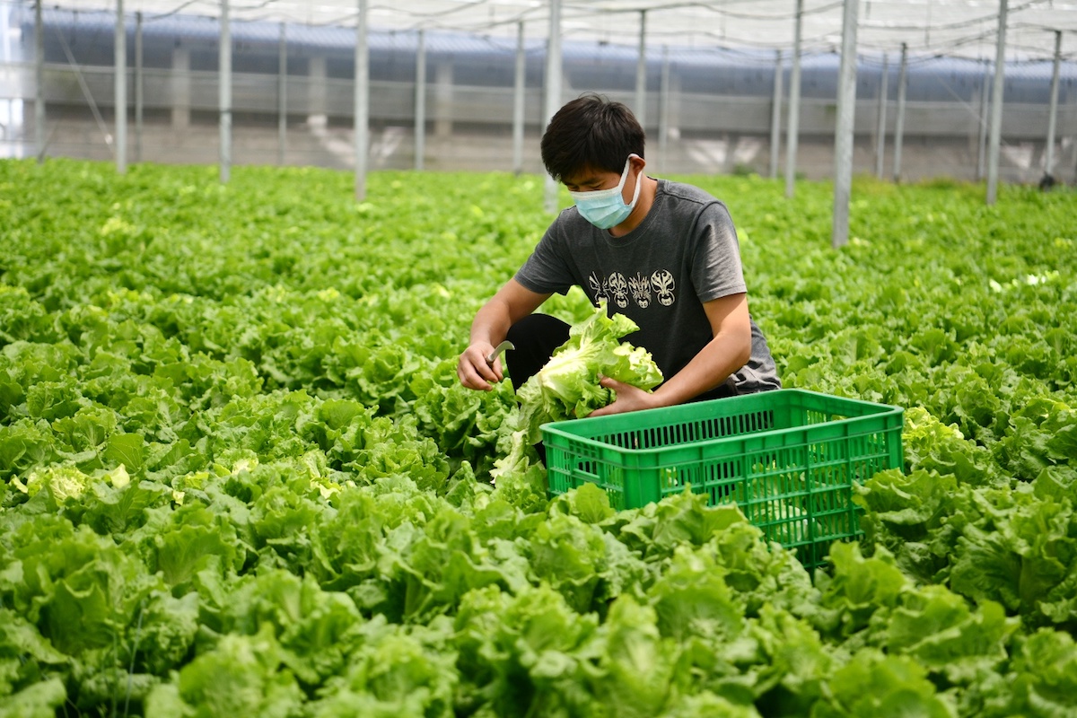 蔬菜基地图片_蔬菜基地图片大全_蔬菜基地图片素材