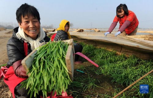 蔬菜产业助农增收