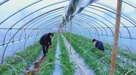 黄山市:一手抓防控 一手抓春耕