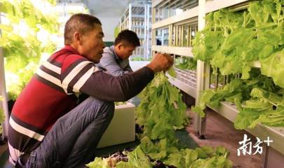 进军农业现代化|没有阳光土壤,蔬菜如何生长?探秘海丰神秘的植物工厂