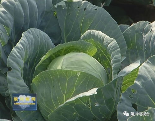 陵川潞城镇发展有机旱作蔬菜种植产业 走出了一条脱贫致富新路