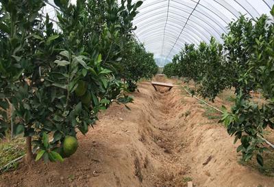 泾县仲夏水果种植家庭农场