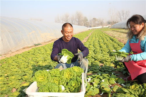 肢残志坚发展蔬菜种植 带动贫困邻居脱贫致富