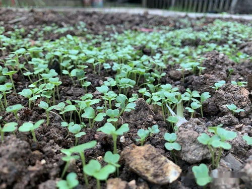 蔬菜种植记 恩雅幼儿园中二班自然课程活动实施之种植