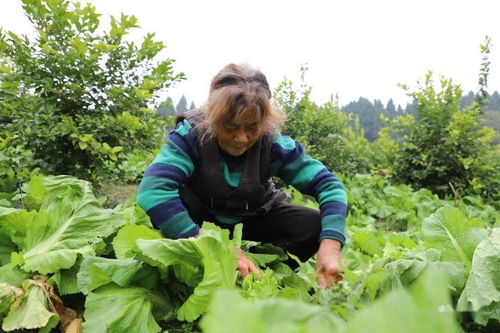 丰收季 安居这个村的蔬菜喜获丰收,小编喊你来尝鲜咯